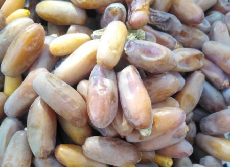 تصویر 5 از خرید خرما شاهانی + قیمت فروش استثنایی
